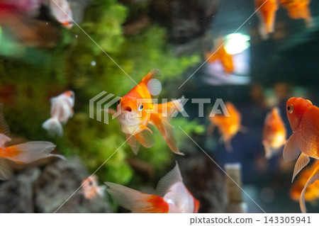 水族箱裡的金魚 水族箱裡的金魚 143305941