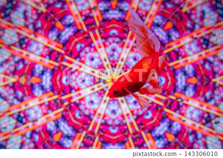 Goldfish in an aquarium Goldfish in an aquarium 143306010