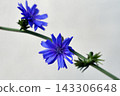 Close-up of a blue chicory flower 143306648