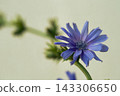 Close-up of a blue chicory flower 143306650