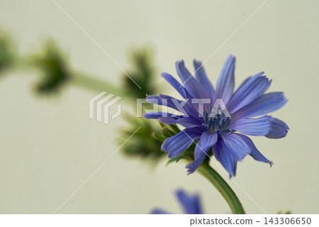 Close-up of a blue chicory flower 143306650