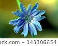 Close-up of a blue chicory flower 143306654