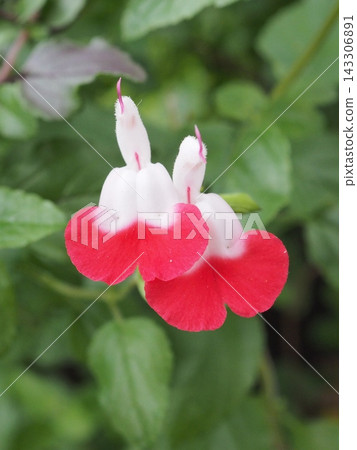 熱唇紅白花 熱唇紅白花 143306891