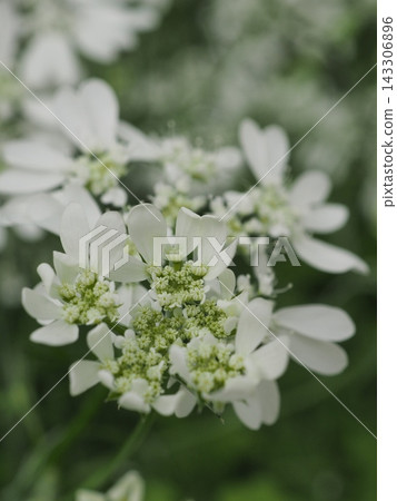 Orrea白花 143306896