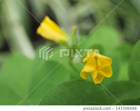 黃色的花 143306898