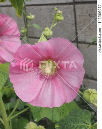 蜀葵的粉紅色的花 蜀葵的粉紅色的花 143306912