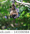 A large flying fox hanging down and peering at us - Orii's flying fox 143306984