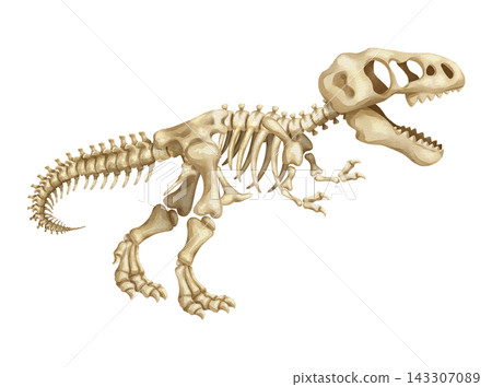 Watercolor t-rex dinosaur skeleton isolated PNG illustration, featuring a hand-drawn prehistoric tyrannosaurus fossil bones structure on a transparent background. Watercolor t-rex dinosaur skeleton isolated PNG illustration, featuring a hand-drawn prehistoric tyrannosaurus fossil bones structure on a transparent background. 143307089