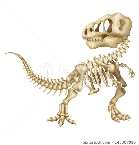 Watercolor t-rex dinosaur skeleton isolated PNG illustration, featuring a hand-drawn prehistoric tyrannosaurus fossil bones structure on a transparent background. Watercolor t-rex dinosaur skeleton isolated PNG illustration, featuring a hand-drawn prehistoric tyrannosaurus fossil bones structure on a transparent background. 143307090