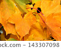 Orange and Yellow Maple Leaves in Autumn Light 143307098