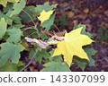 Yellow Maple Leaves and Winged Seeds on Autumn Tree Branch 143307099