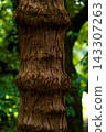 老樹幹 143307263
