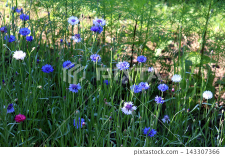 A flowerbed of multicolored cornflowers in partial shade on a sunny summer evening in the garden 143307366