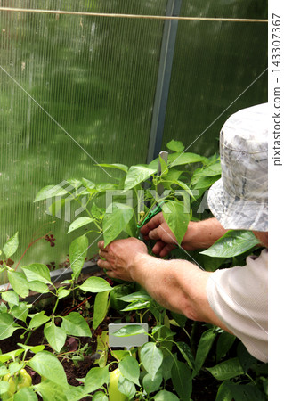 A man ties up green pepper plants in a greenhouse on a summer day A man ties up green pepper plants in a greenhouse on a summer day 143307367