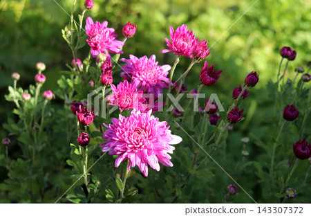 Pink chrysanthemums with buds in a flowerbed on a sunny autumn day Pink chrysanthemums with buds in a flowerbed on a sunny autumn day 143307372