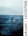 whale tail swimming in the sea whale tail swimming in the sea 143307906