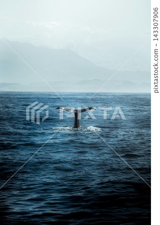 whale tail swimming in the sea whale tail swimming in the sea 143307906