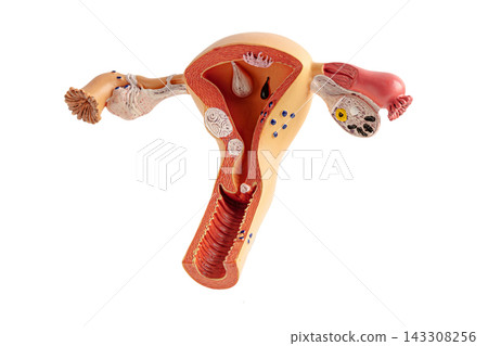 Uterus human model isolated on white background. Uterus human model isolated on white background. 143308256