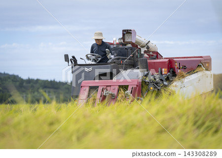 Rice reaping by combine Rice reaping by combine 143308289