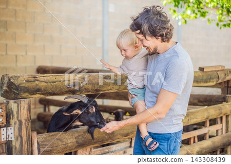Father feeds a goat with his toddler during an educational farm outing. Hands on learning and animal education. Father feeds a goat with his toddler during an educational farm outing. Hands on learning and animal education. 143308439