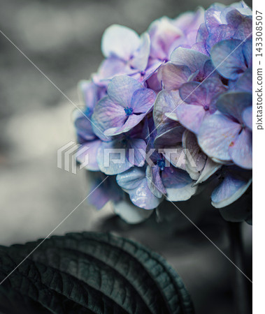 紫色繡球花的特寫 紫色繡球花的特寫 143308507