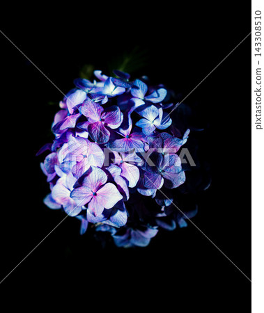 紫色繡球花在黑色背景下盛開 紫色繡球花在黑色背景下盛開 143308510