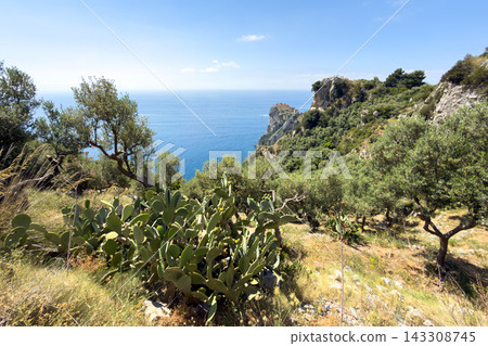 Beautiful sunlit landscape of the Sorrento Peninsula featuring olive trees and cacti overlooking the sea 143308745