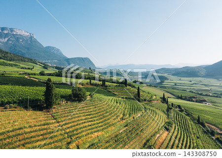 Vineyards in Trentino Italy, cultivated on a hillside for wine production.. Vineyards in Trentino Italy, cultivated on a hillside for wine production.. 143308750