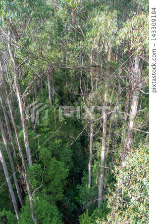 Eucalyptus forest view from a treetop walk in Great Otway National Park, Australia 143309184