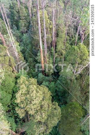 Eucalyptus forest view from a treetop walk in Great Otway National Park, Australia Eucalyptus forest view from a treetop walk in Great Otway National Park, Australia 143309185