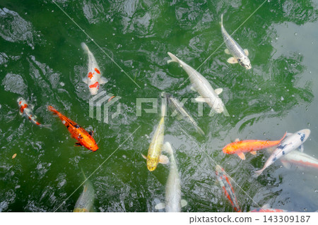 Colorful koi fish in the pond of Hiroshima Castle, Japan Colorful koi fish in the pond of Hiroshima Castle, Japan 143309187