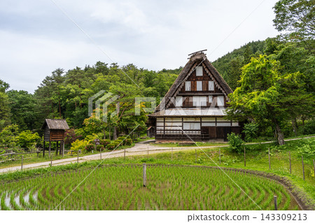 Traditional rice field and farmhouses in Hida no Sato, Takayama Traditional rice field and farmhouses in Hida no Sato, Takayama 143309213