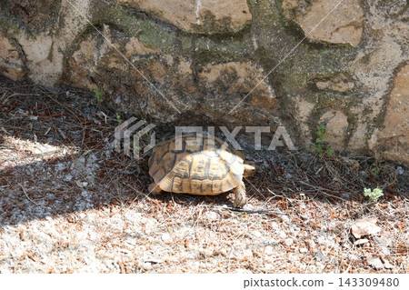 Turtle natural habitat. High quality 4k footage 143309480
