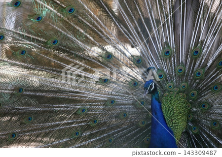 Peacock displaying feathers. High quality 4k footage Peacock displaying feathers. High quality 4k footage 143309487