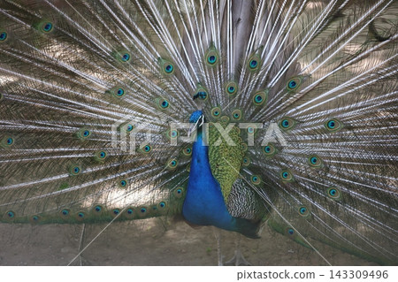 Peacock displaying feathers. High quality 4k footage Peacock displaying feathers. High quality 4k footage 143309496