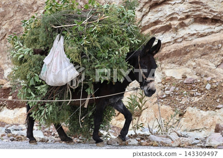 Donkey carrying foliage.against the backdrop of rocks, a loaded cute donkey. High quality photo Donkey carrying foliage.against the backdrop of rocks, a loaded cute donkey. High quality photo 143309497