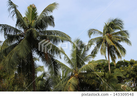 Low-angle shot of tall coconut palm trees with sprawling green fronds reaching up toward a light blue sky. The dense tropical foliage creates a vibrant natural canopy Low-angle shot of tall coconut palm trees with sprawling green fronds reaching up toward a light blue sky. The dense tropical foliage creates a vibrant natural canopy 143309548