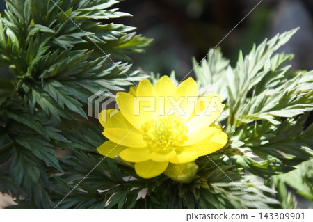 adonis ramosa, 花, 黃色, 早春 adonis ramosa, 花, 黃色, 早春 143309901