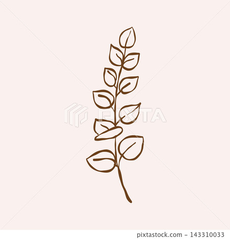 Eucalyptus. Botanic herbs, wild flowers in vintage outline style. Line sketch art. Vector illustration in brown 143310033