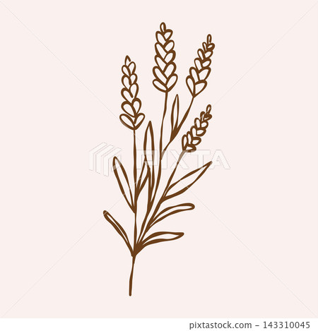 Botanic herbs, wild flowers in vintage outline style. Line sketch art. Vector illustration in brown Botanic herbs, wild flowers in vintage outline style. Line sketch art. Vector illustration in brown 143310045