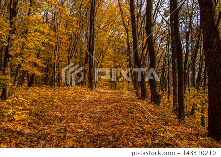 Divine dense woodland with leaves falling to the ground. Majestic dark forest with fallen foliage on the ground. Autumn tree leaves falling on magnificent autumn dense dark forest. 143310210