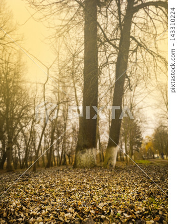 Scenic autumn woods with vibrant foliage and leaf covered ground. Serene nature scene shows moody woodland with soft light and mysterious depth. Scenic autumn woods with vibrant foliage and leaf covered ground. Serene nature scene shows moody woodland with soft light and mysterious depth. 143310224