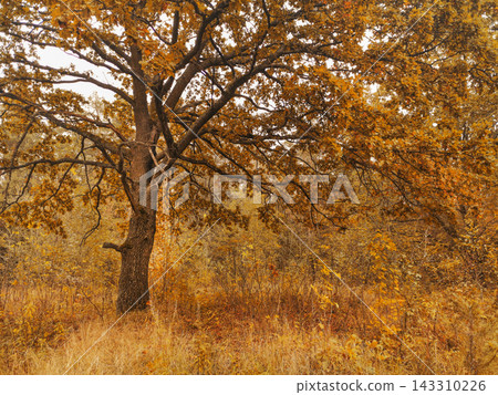 Scenic autumn woods with vibrant foliage and leaf covered ground. Serene nature scene shows moody woodland with soft light and mysterious depth. Scenic autumn woods with vibrant foliage and leaf covered ground. Serene nature scene shows moody woodland with soft light and mysterious depth. 143310226