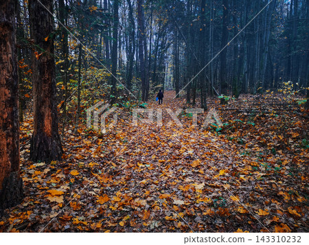 Strange misty dark forest with falling autumn leaves. Fall night background and autumn leaves falling and spinning. Strange misty dark forest with falling autumn leaves. Fall night background and autumn leaves falling and spinning. 143310232