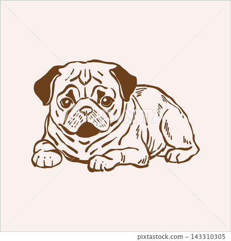 Pug dog. Cute pet vector outline sketch. Vintage illustration in beige and brown tones. Pug dog. Cute pet vector outline sketch. Vintage illustration in beige and brown tones. 143310305