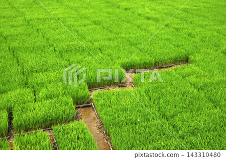Green Rice Paddy Field with Lush Seedlings and Rural Agriculture Pattern Green Rice Paddy Field with Lush Seedlings and Rural Agriculture Pattern 143310480