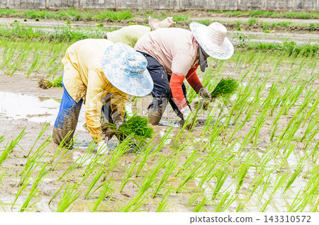 Farmers Planting Rice Seedlings in Muddy Paddy Field Farmers Planting Rice Seedlings in Muddy Paddy Field 143310572