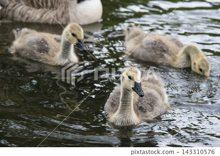 Goslings Swimming on Pond Water in Natural Wildlife Scene Goslings Swimming on Pond Water in Natural Wildlife Scene 143310576