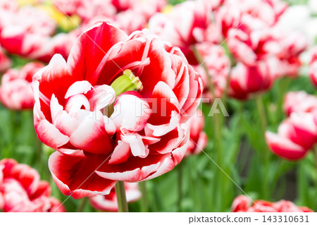 Red and White Tulip Flower Close-Up in Spring Garden Red and White Tulip Flower Close-Up in Spring Garden 143310631