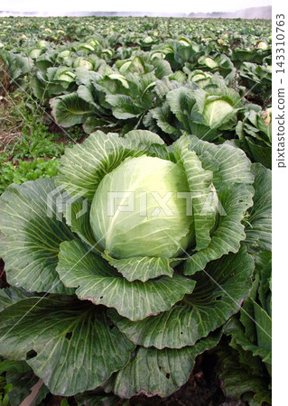 Fresh Green Cabbage Growing in an Agricultural Field Fresh Green Cabbage Growing in an Agricultural Field 143310763